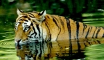 jim corbett national park india