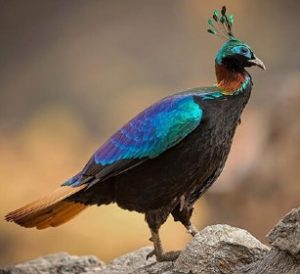 himalayan bird park shimla tour places to visit in shimla
