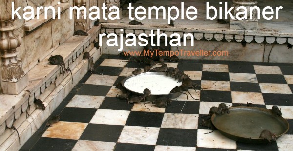 karni-mata-temple-bikaner-rajasthan